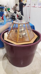 jellyfish. 2